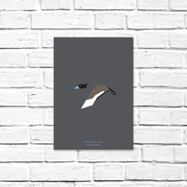 Aythya fuligula A4 poster