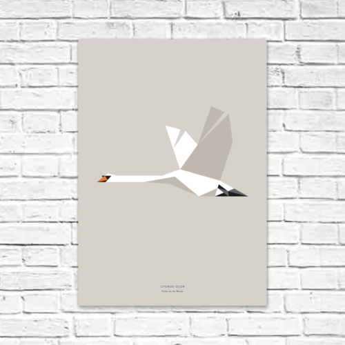 Cygnus olor A2 poster