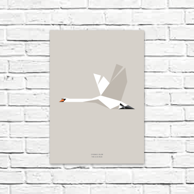 Cygnus olor A3 poster