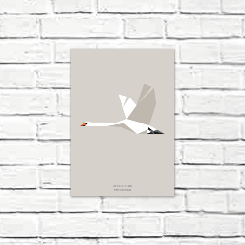 Cygnus olor A4 poster