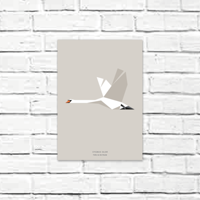 Cygnus olor A4 poster