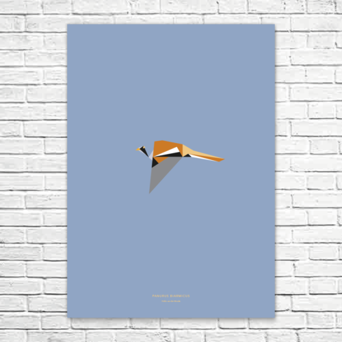 Panurus biarmicus A1 poster