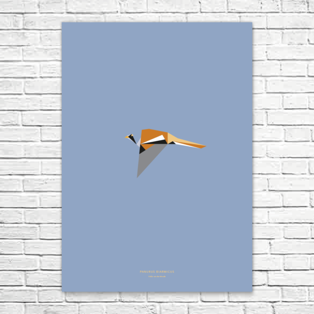 Panurus biarmicus A1 poster