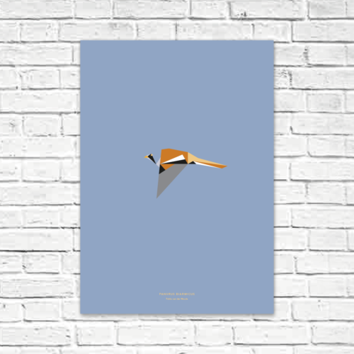 Panurus biarmicus A2 poster