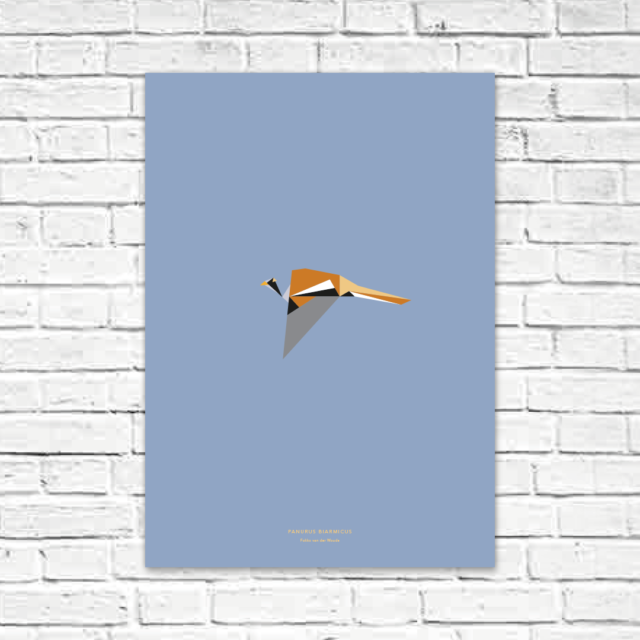 Panurus biarmicus A2 poster