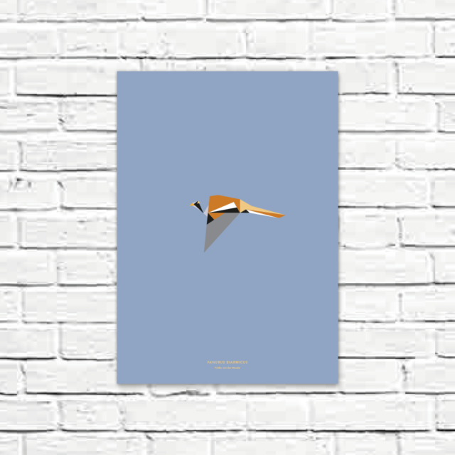 Panurus biarmicus A3 poster