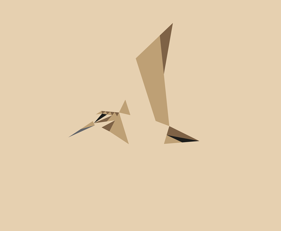 Scolopax rusticola