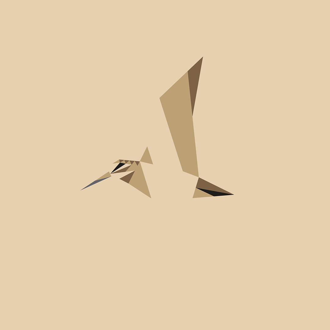 Scolopax rusticola