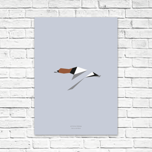 Aythya ferina A2 poster
