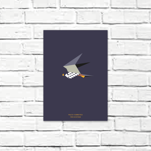 Falco subbuteo A4 poster