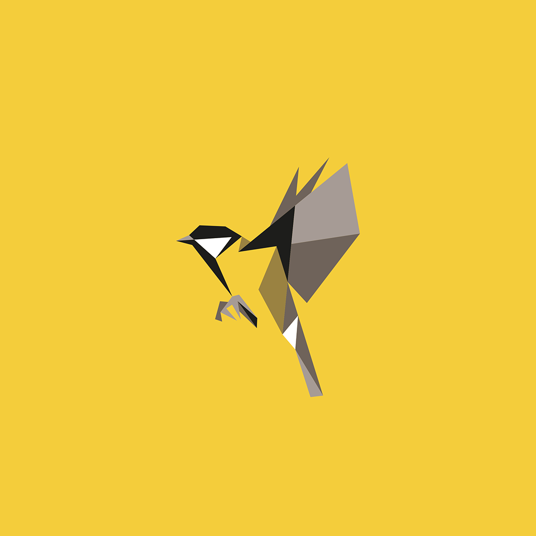 Parus major