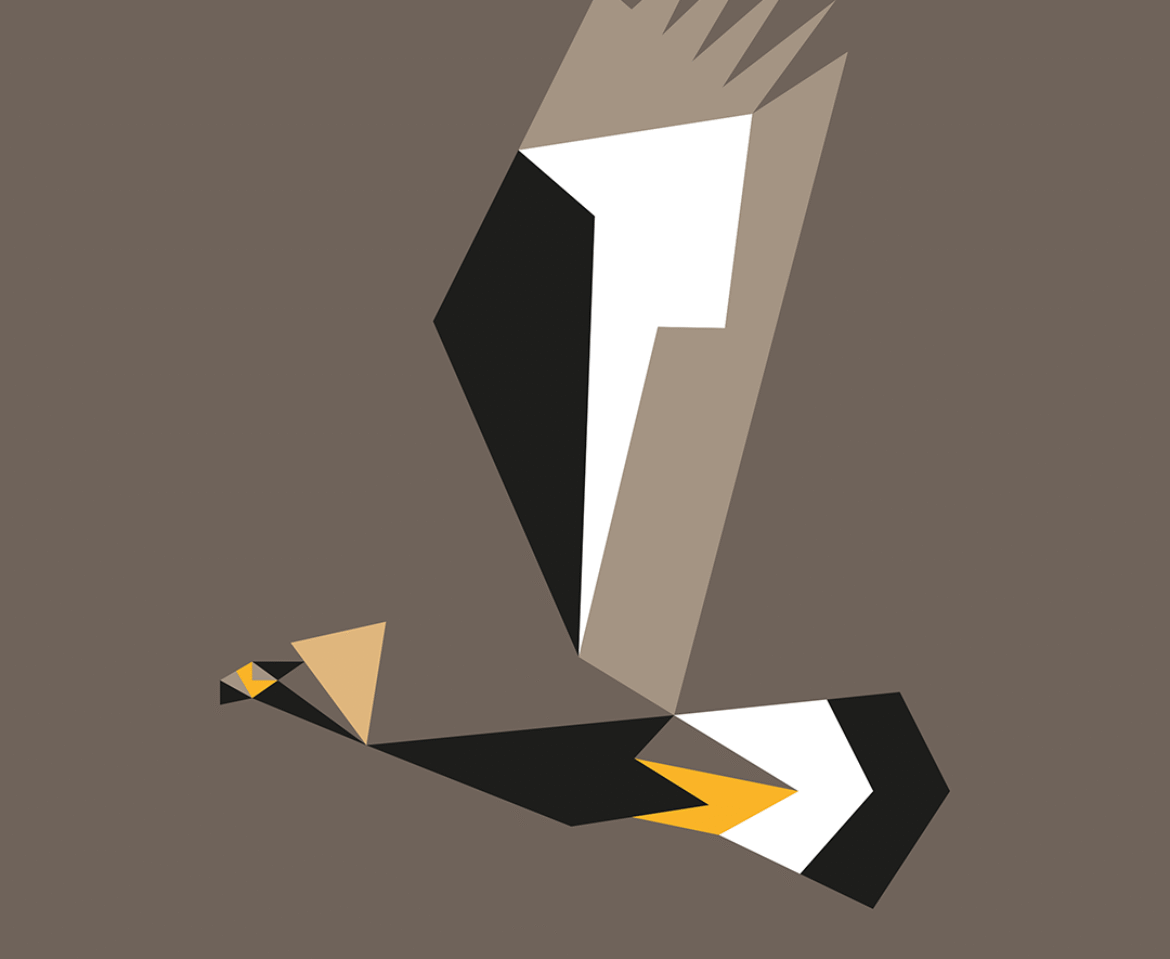 Aquila chrysaetos