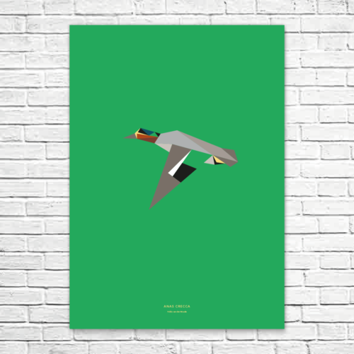 Anas crecca A1 poster