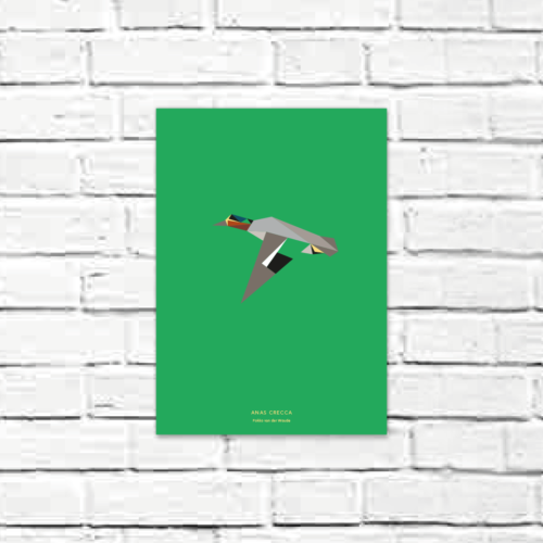 Anas crecca A4 poster