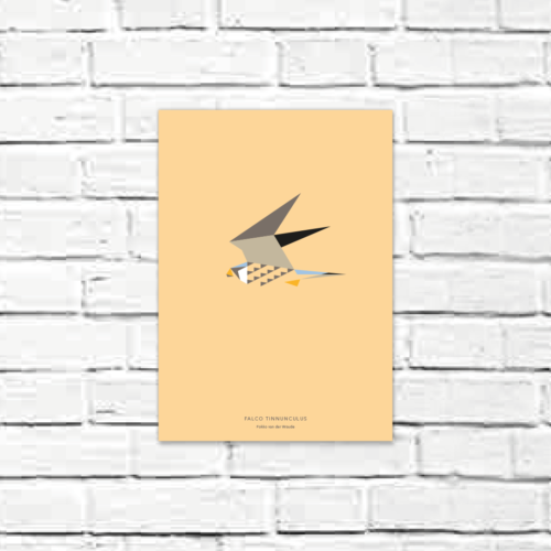 Falco tinnunculus A4 poster