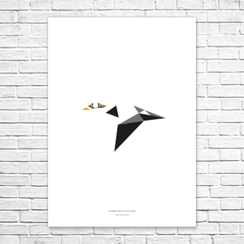Somateria fischeri A1 poster