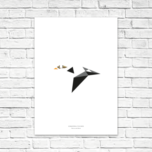 Somateria fischeri A2 poster