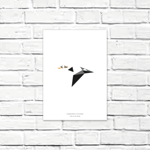 Somateria fischeri A4 poster