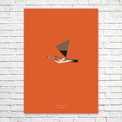 Turdus iliacus A1 poster