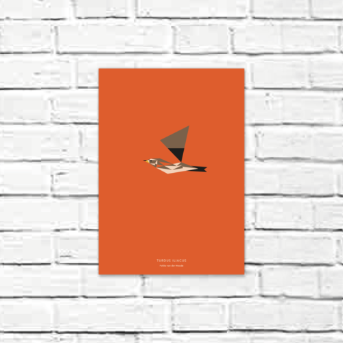 Turdus iliacus A4 poster