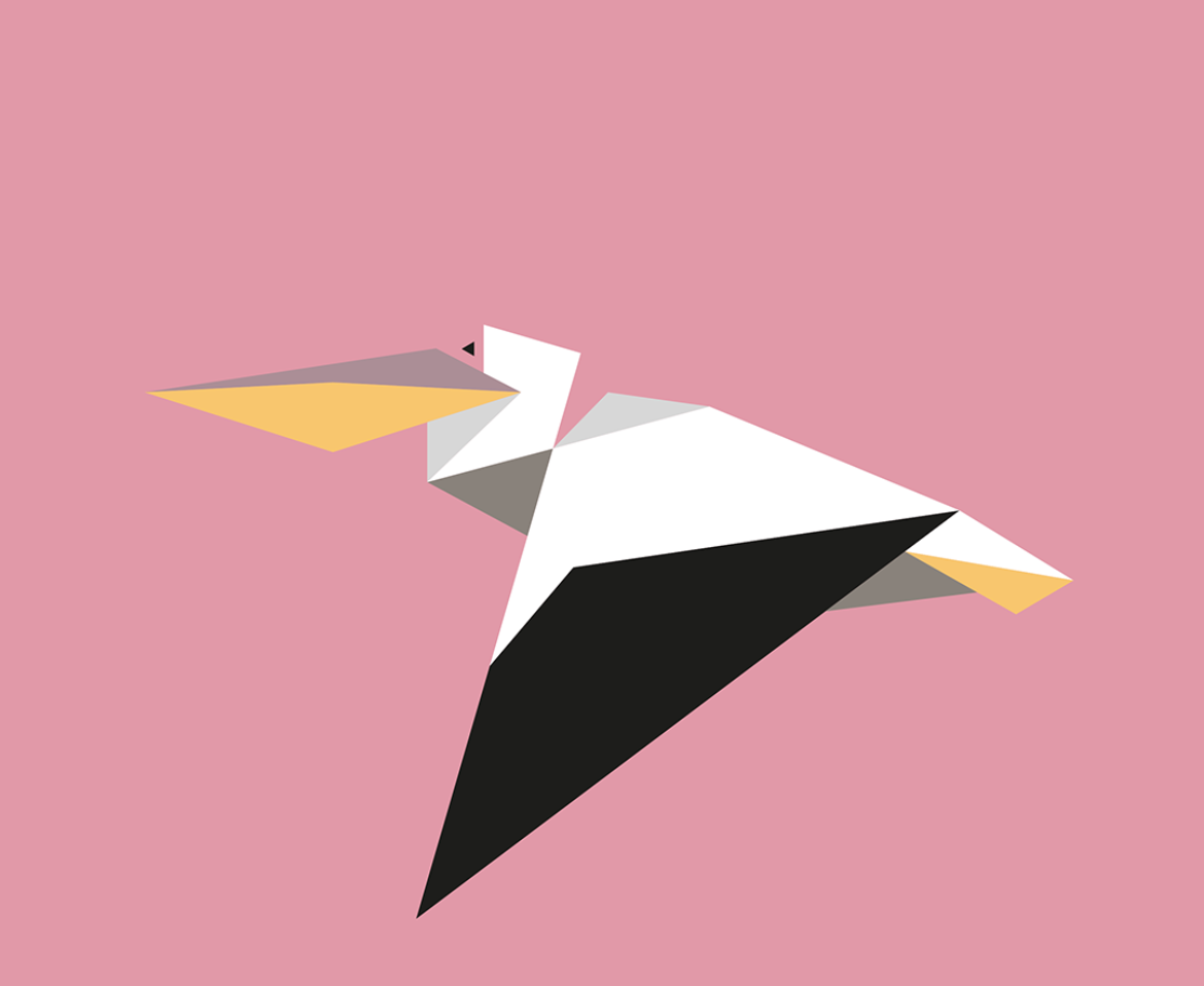 Pelecanus onocrotalus