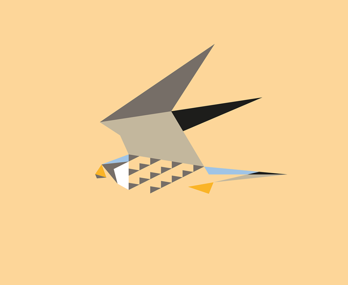 Falco tinnunculus