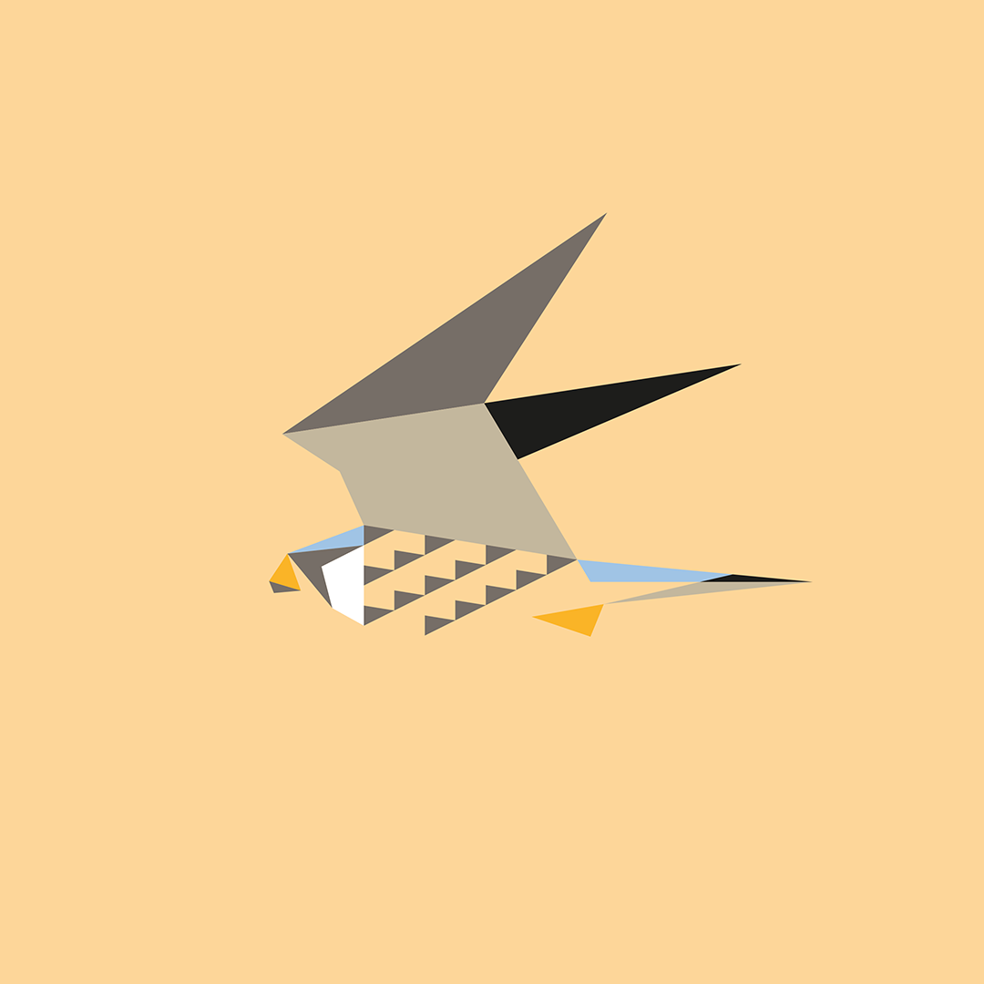 Falco tinnunculus